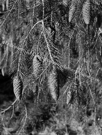 PAMPAS GRASS